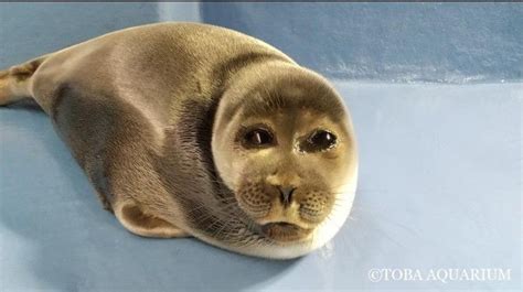 fake seal niko